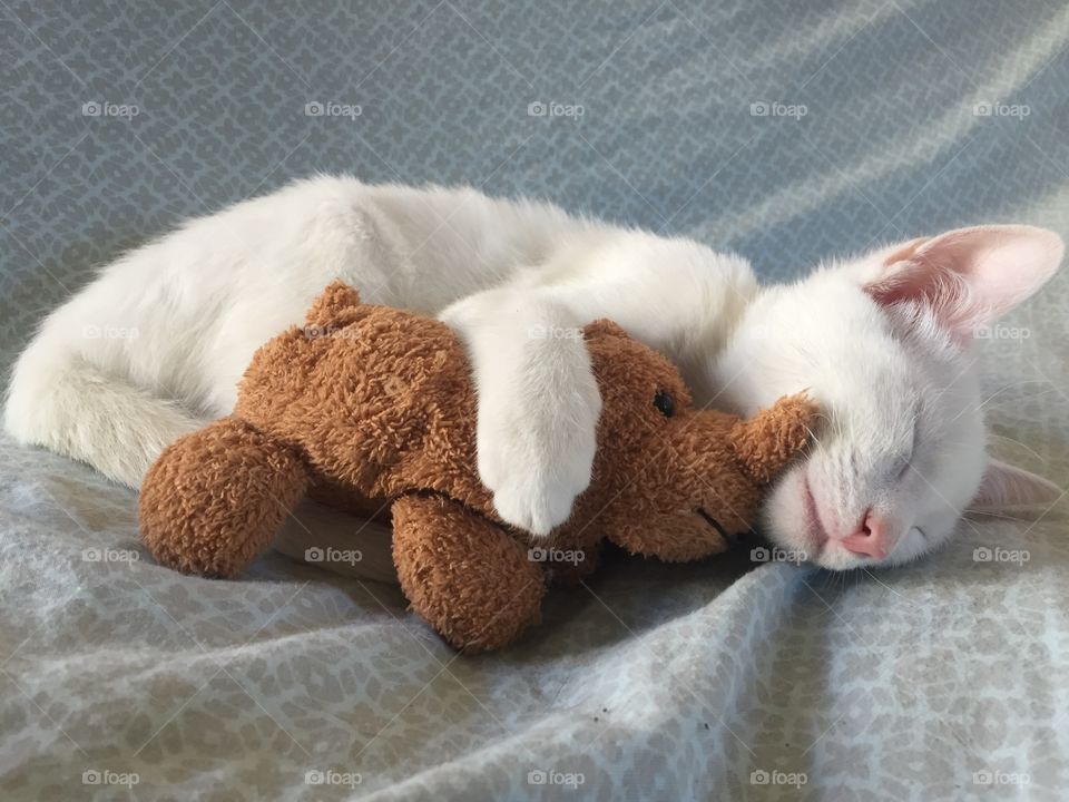 A cat and his stuffed dog.