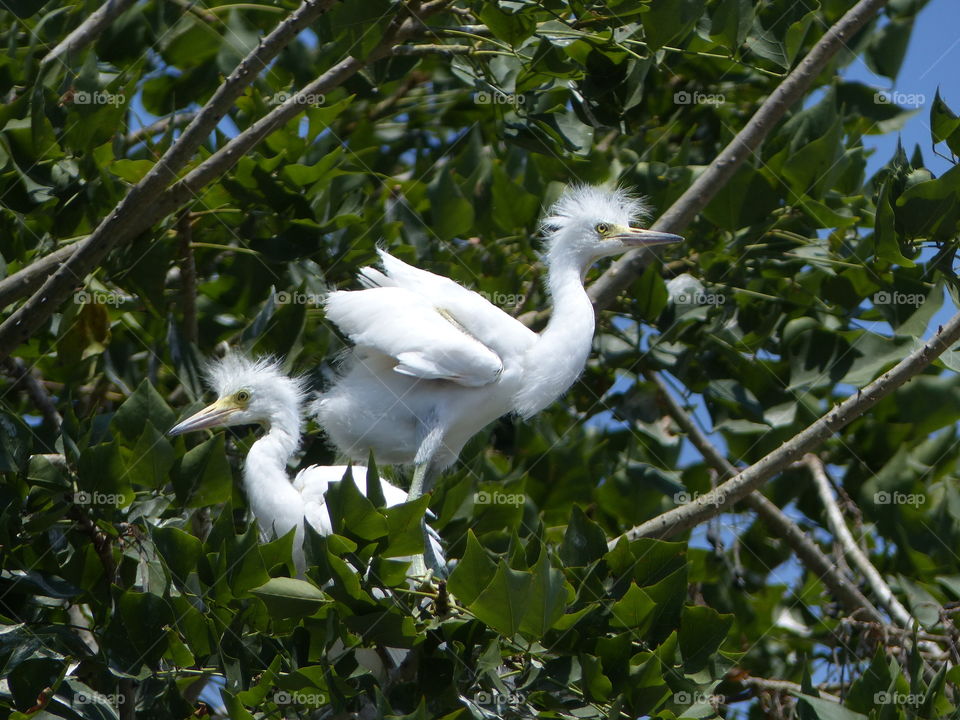 Snowy egrets siblings 