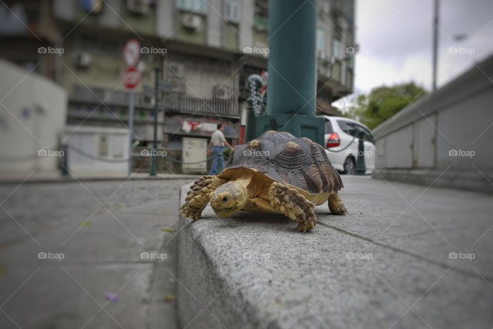 Tortoise Walk