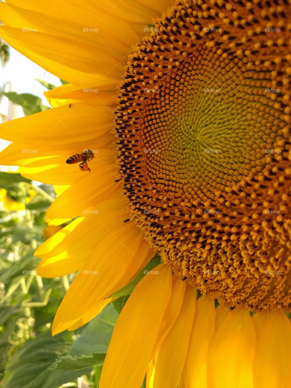 Bee hovering near sunflower