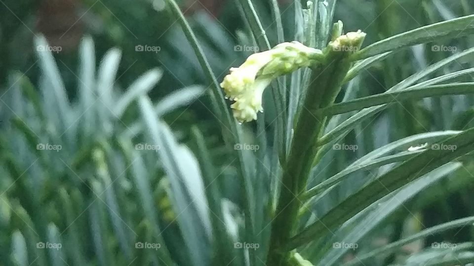 Leaf, No Person, Nature, Flora, Outdoors