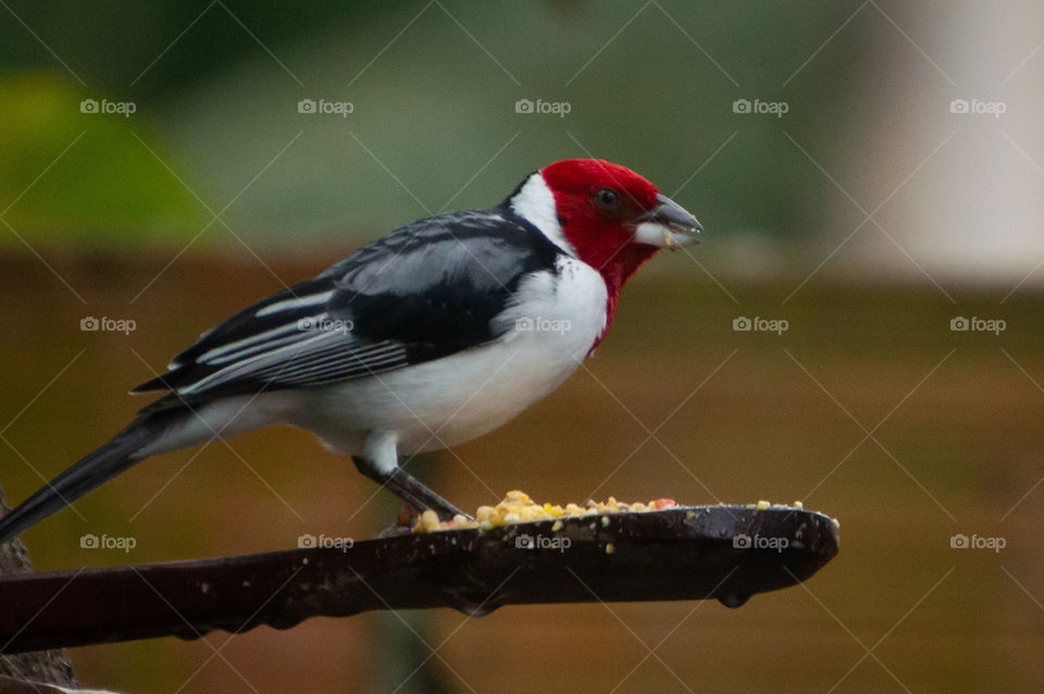 The north-east cardinal, also known as the rooster of the meadow, the rooster of the prairie, the red-head or simply the cardinal,