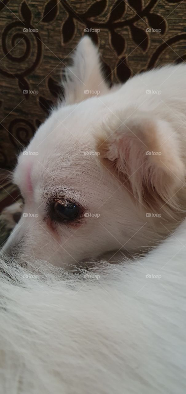 #god #pet #petlove #petdog #white #whitedog #cute #fur #whitefur #puppy #portrait #little #animal #eye