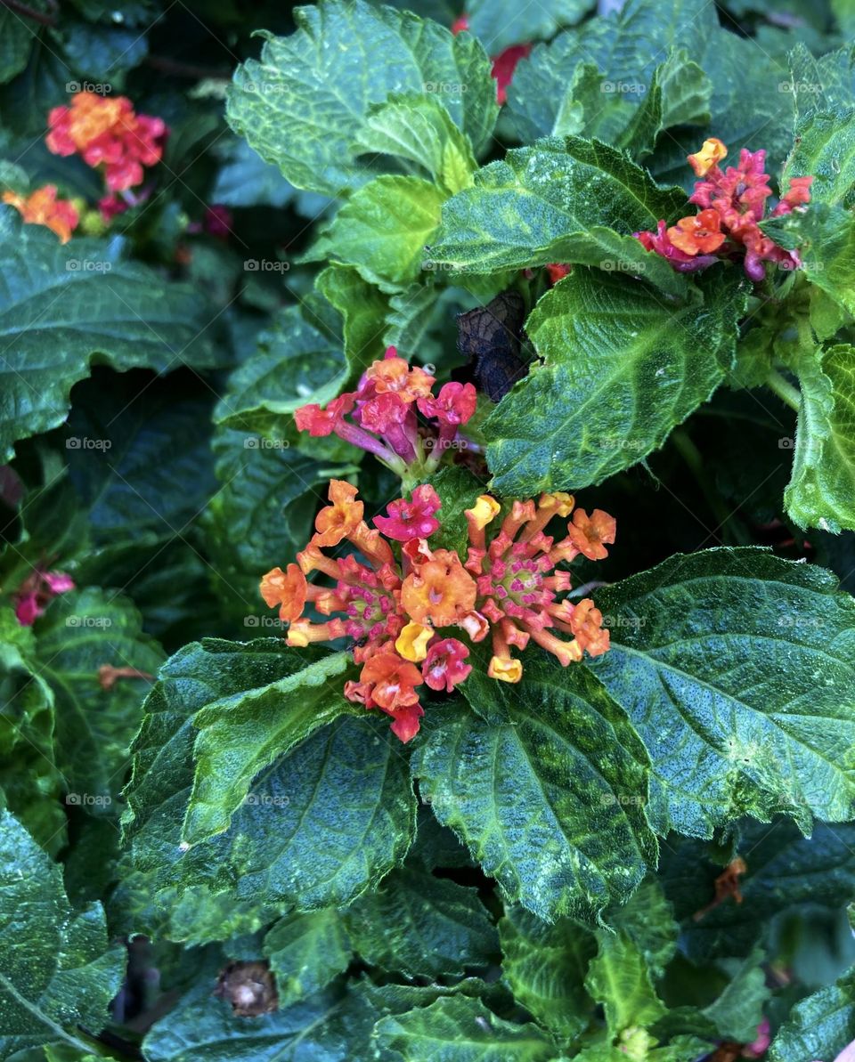 🌹 🇺🇸 Very beautiful flowers to brighten our day.  Live nature and its beauty. Did you like the delicate petals? / 🇧🇷 Flores muito bonitas para alegrar nosso dia. Viva a natureza e sua beleza. Gostaram das pétalas delicadas? 