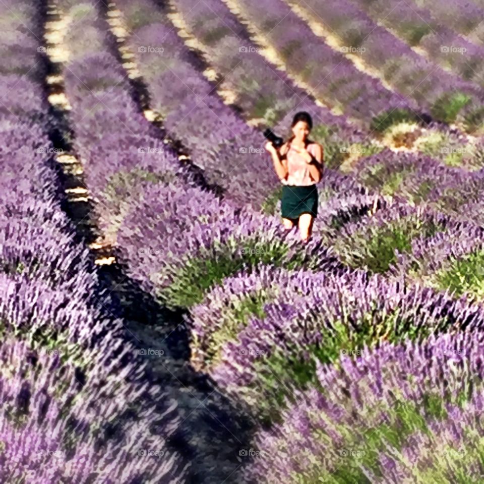 Photographer walking down fields of lavender