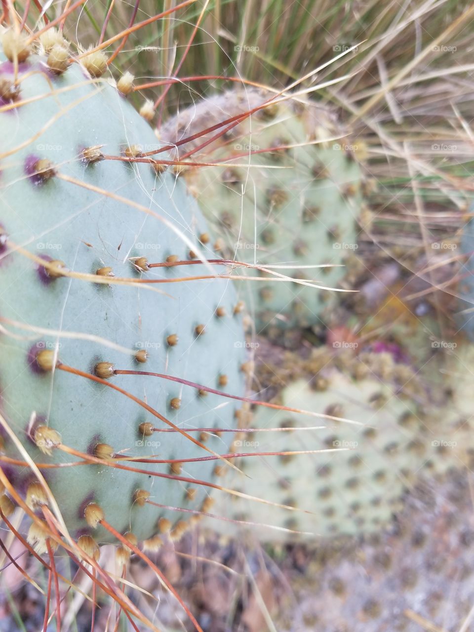 cactus