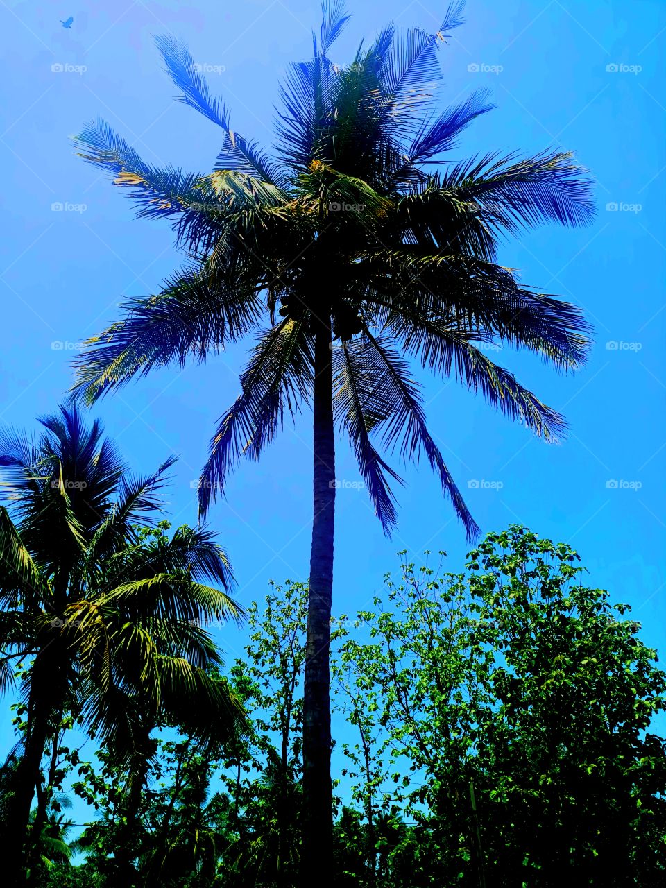 Coconut tree in blue sky