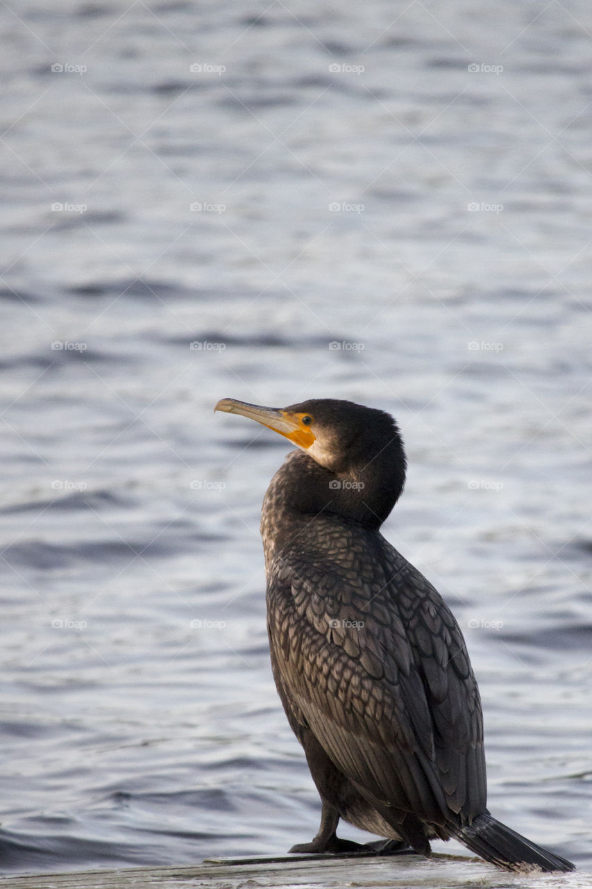 Bird - cormorant enjoying the sun