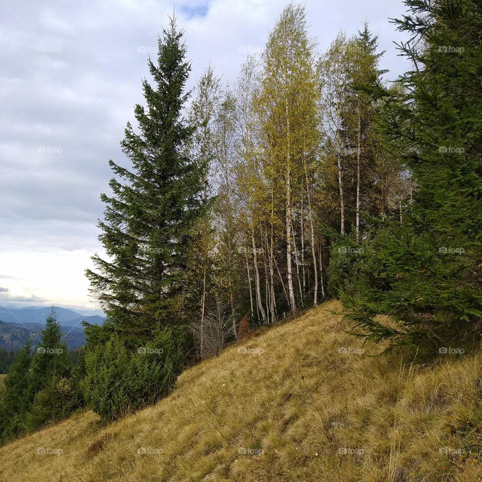 Mountain forest in autumn