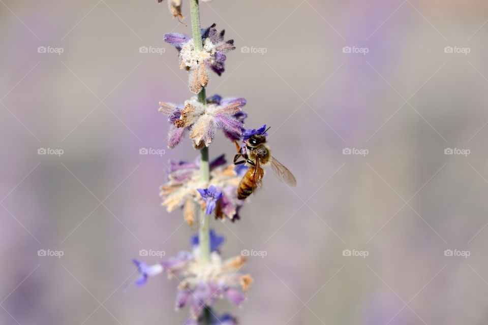 Nice bee on lavender