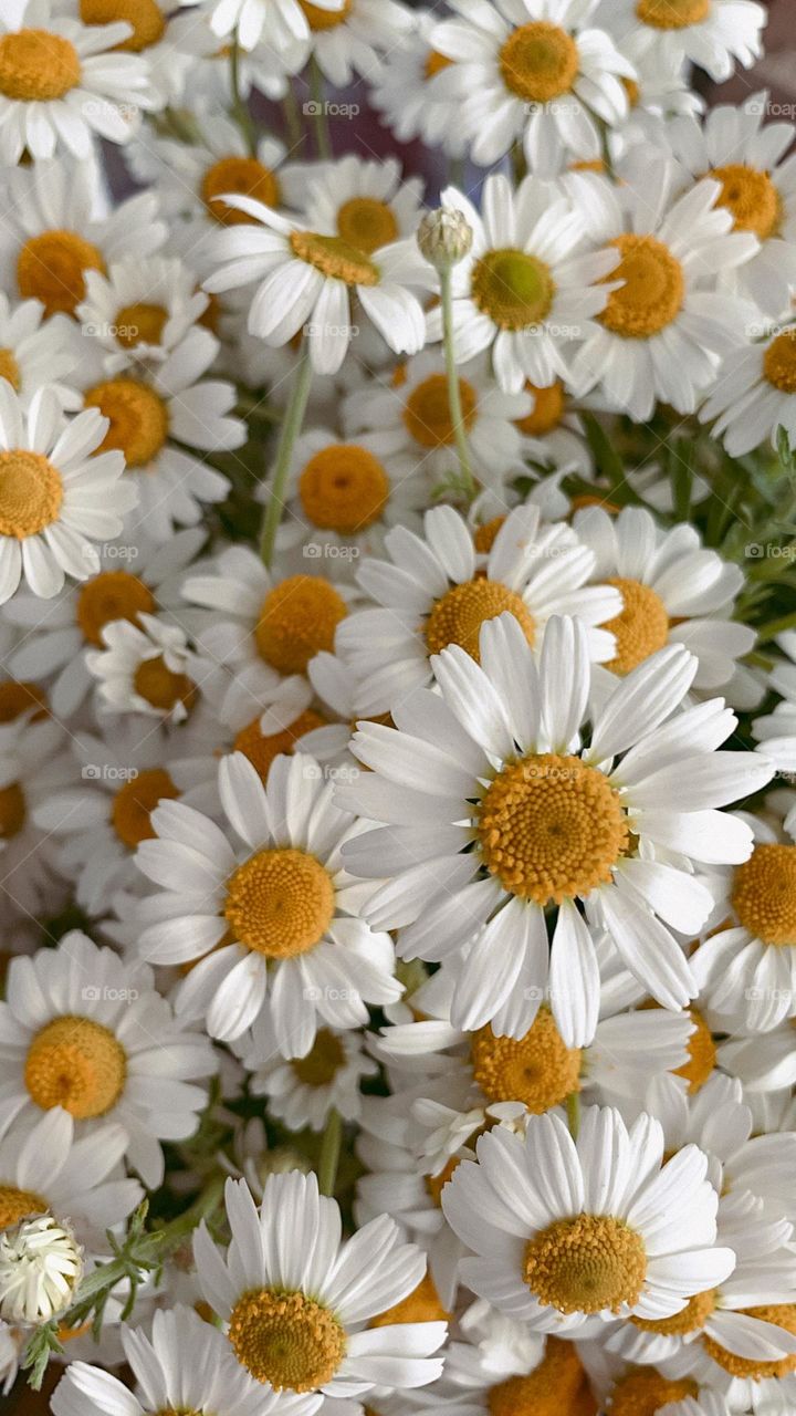 Flowers chamomile 