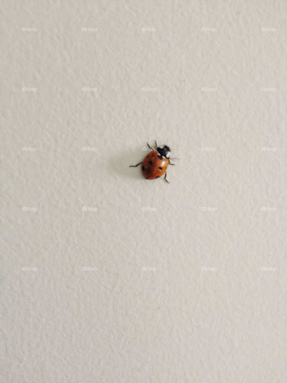 A ladybug on a white wall