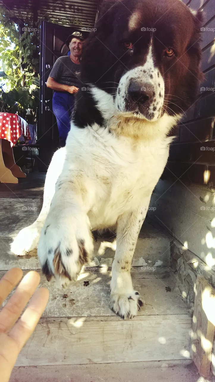 dog