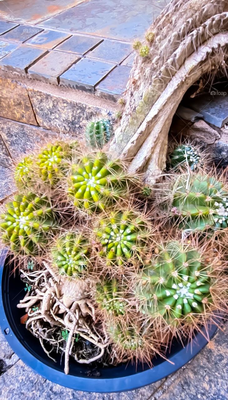 Plants around: Cactus