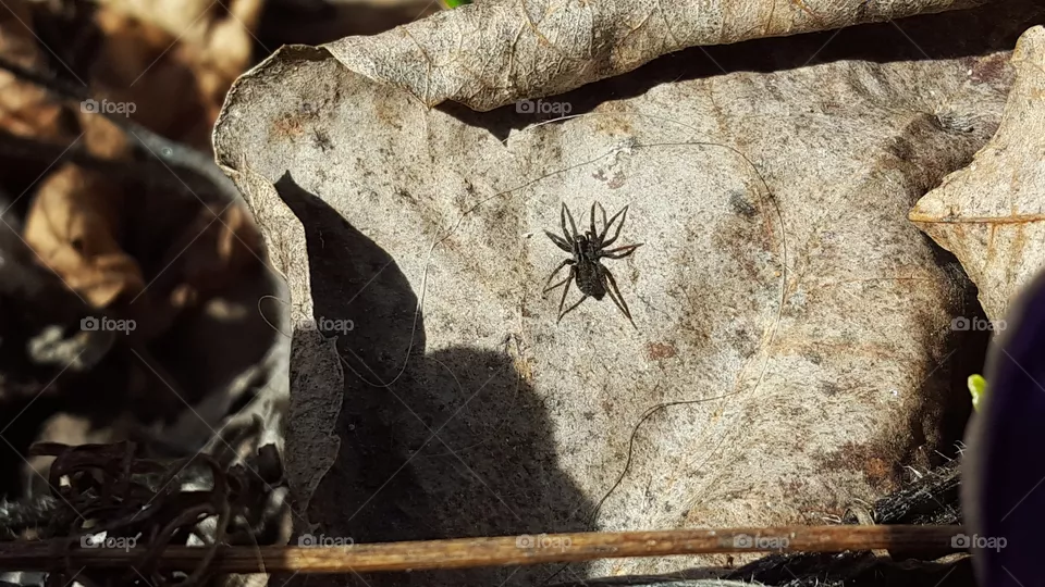 Spider