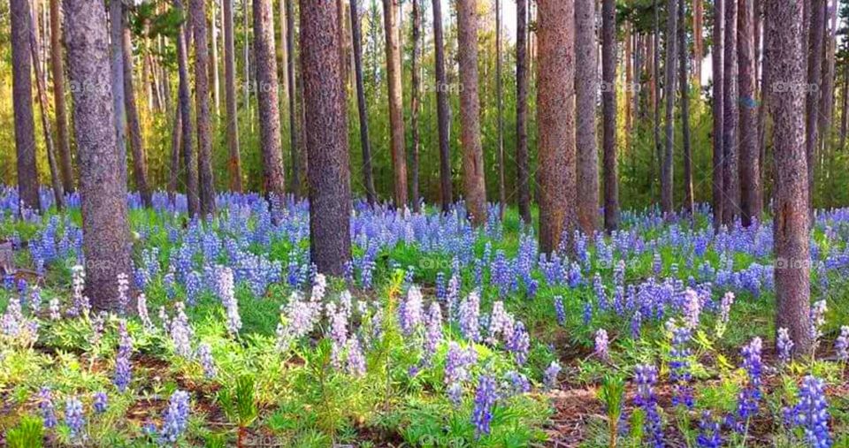 Lupine Carpet. Campground outside of Crystal Park, Dillon, Montana