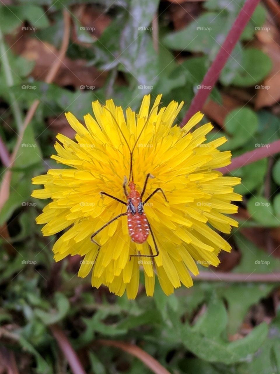 smelling the flower