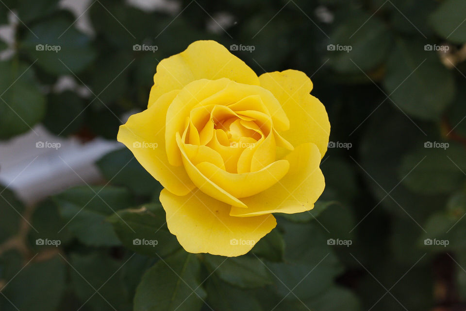 Yellow rose