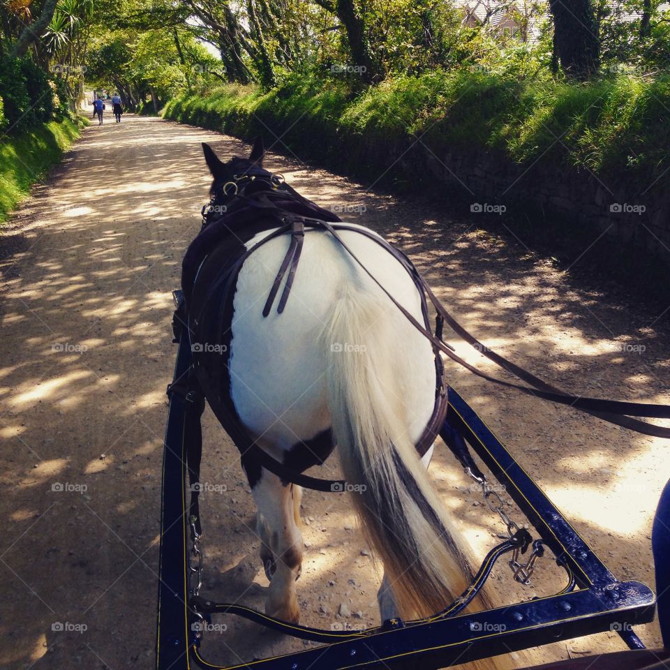 Horse and carriage ride. Horse and carriage ride in the isle of sark, Channel Islands 