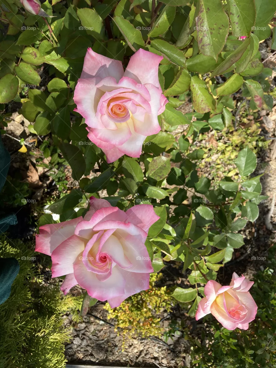 Shades of pink 