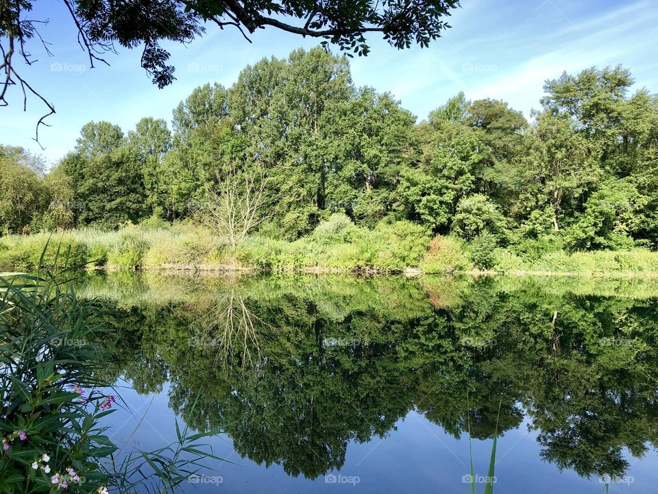 Meadow landscape in summer