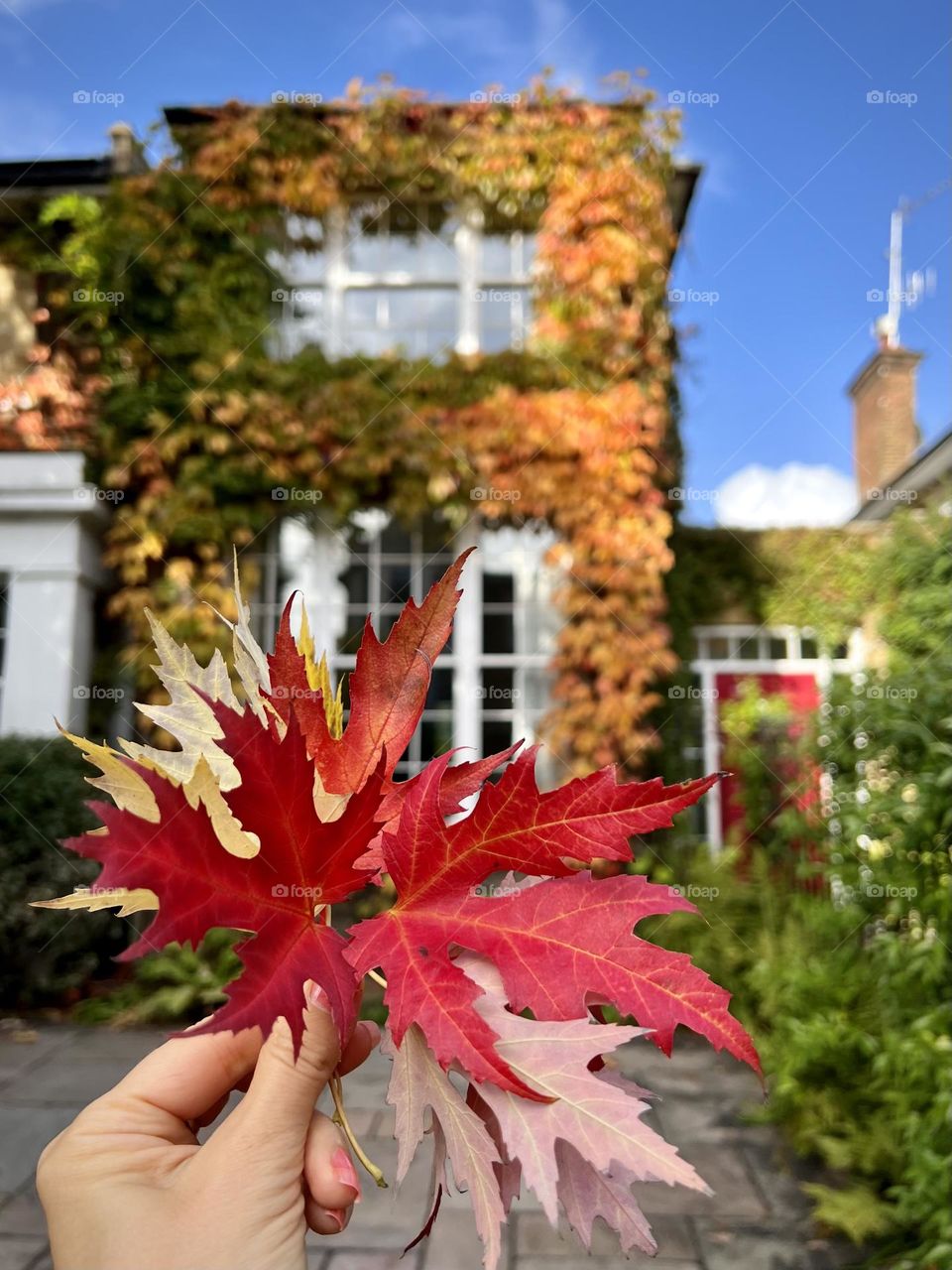 Autumn time. Autumn colours. Sunny autumn day. Street photo. Autumn leaves.