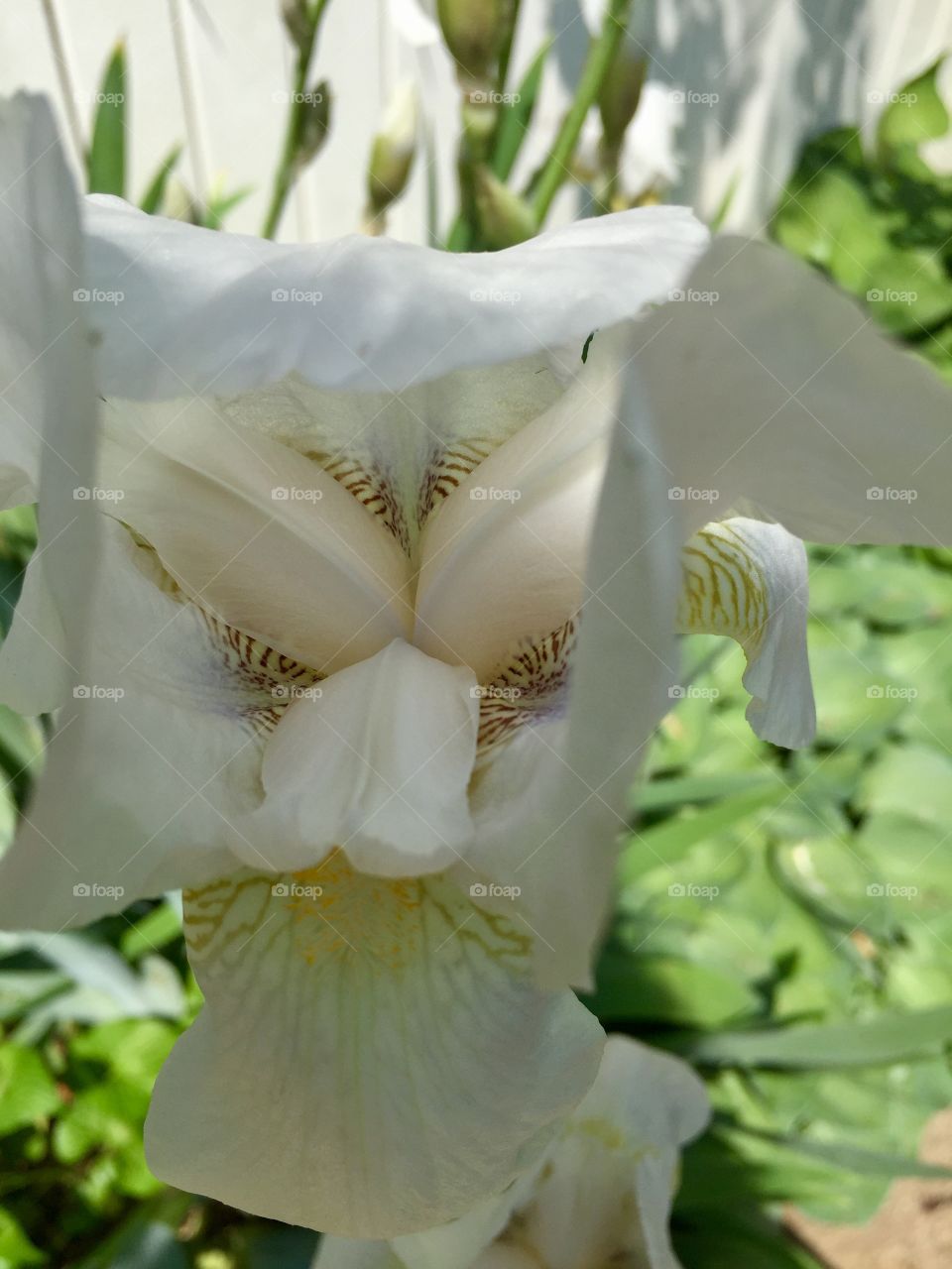 Iris on the inside