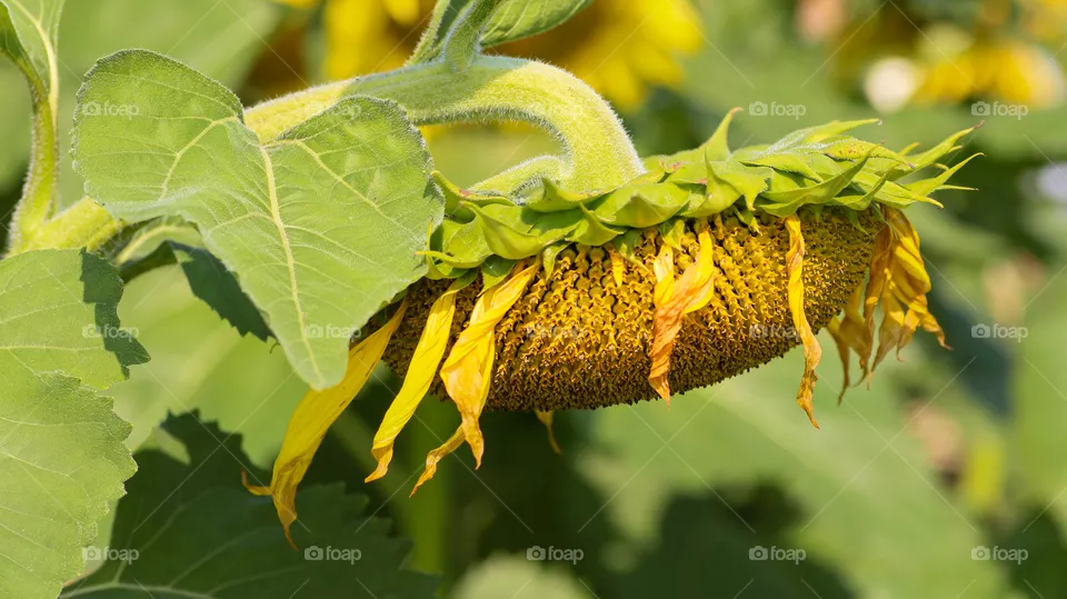 Wilting sunflower 