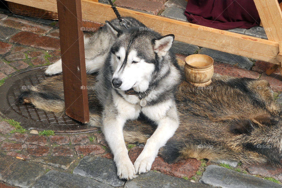 malamute dog breed