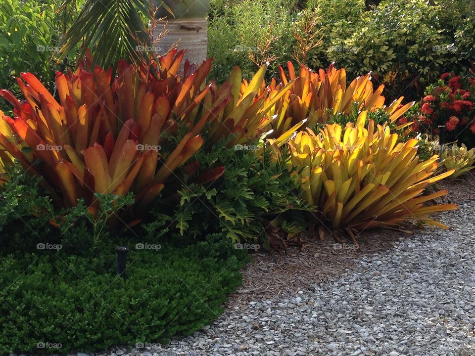 Red and yellow tropical plants