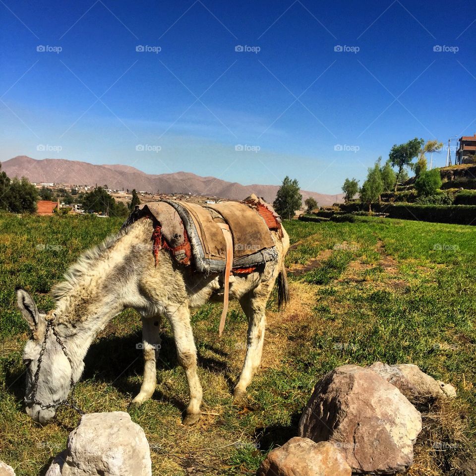 Farm land in Arequipa, Peru