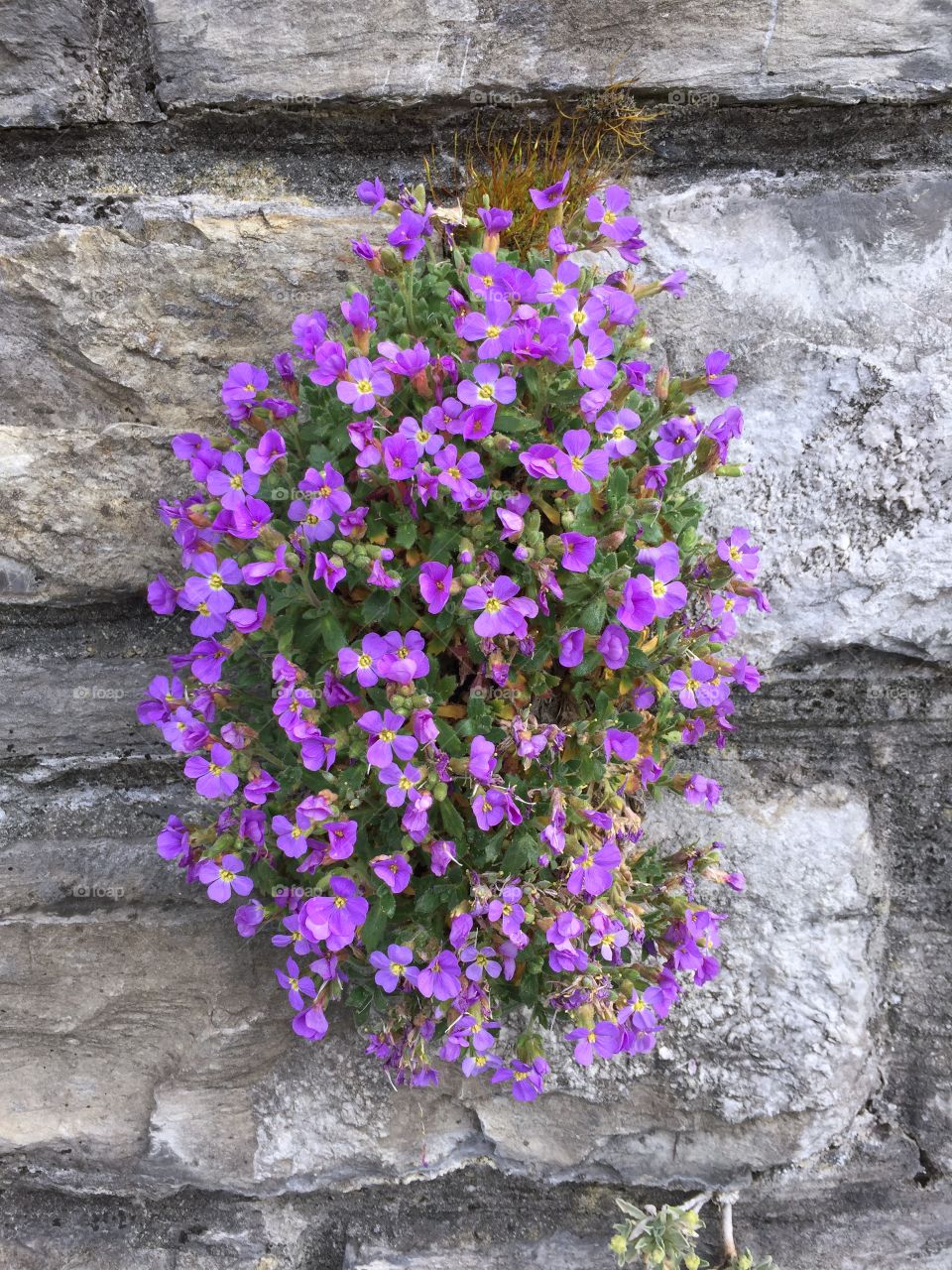 Plant with purple flowers growing on the wall 