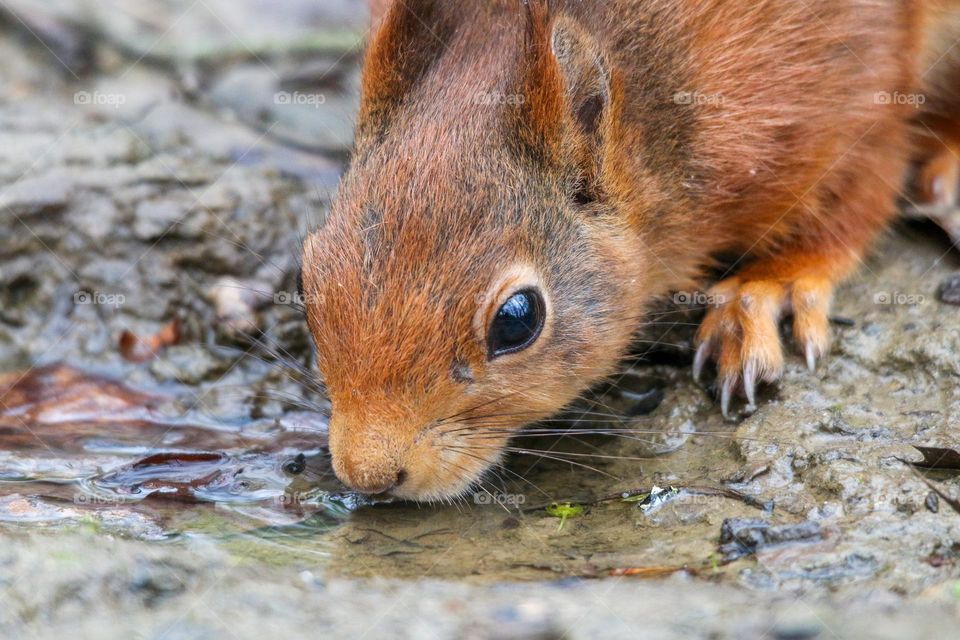 Close-up of a red squirrel drinking water