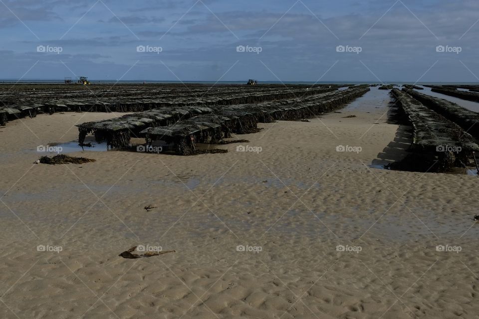 Jersey Oyster Farming, The Oyster Farm Jersey, Channel Islands at Low Tide