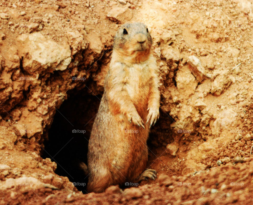 Gopher Hole