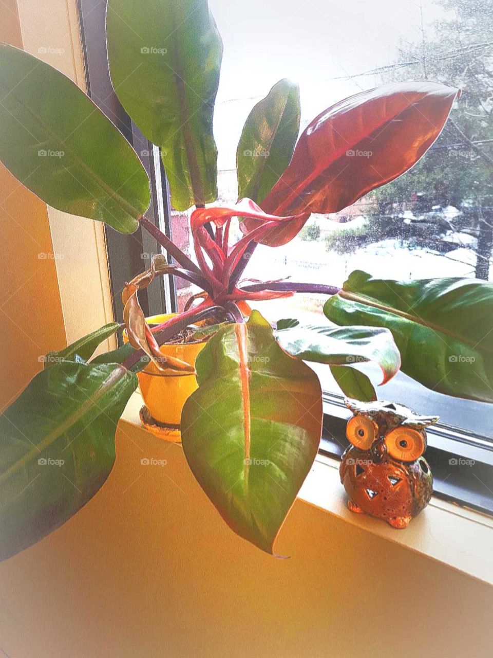 green plant near a window with an owl