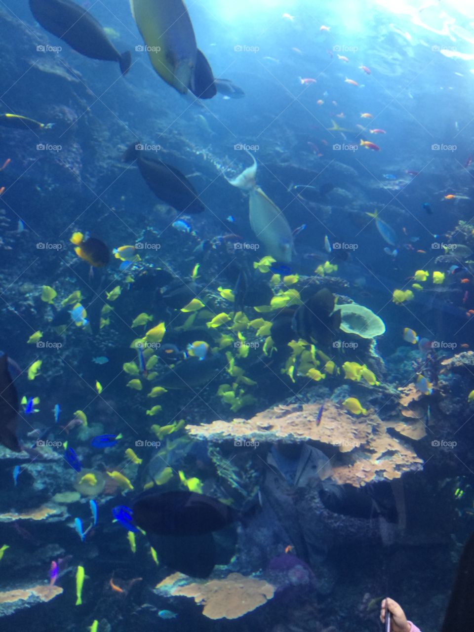 School of Fish in Aquarium 