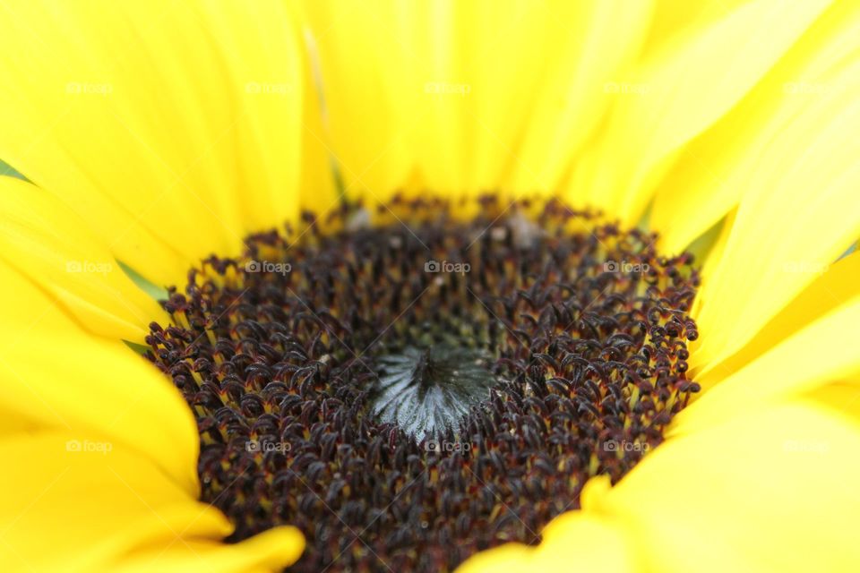 centre sunflower