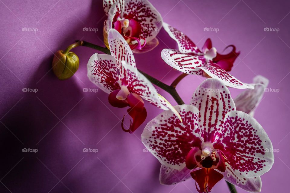 Magenta color is orchids