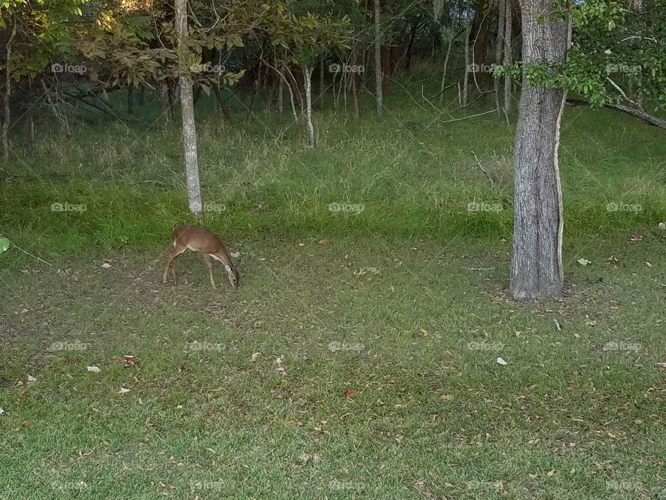Deer grazing