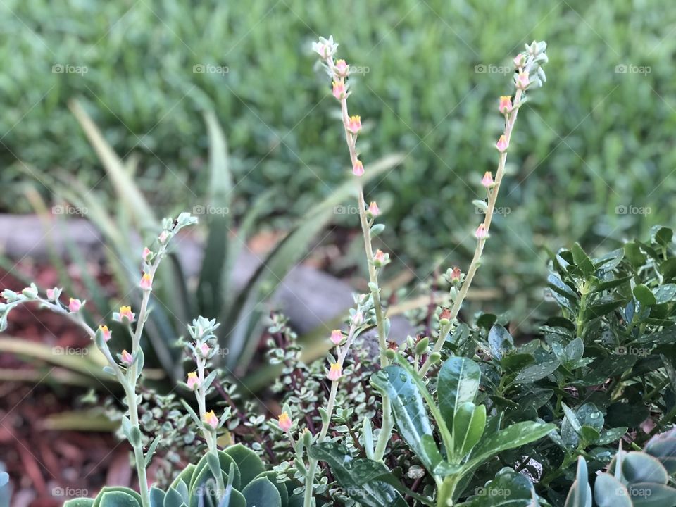 Succulent flowers
