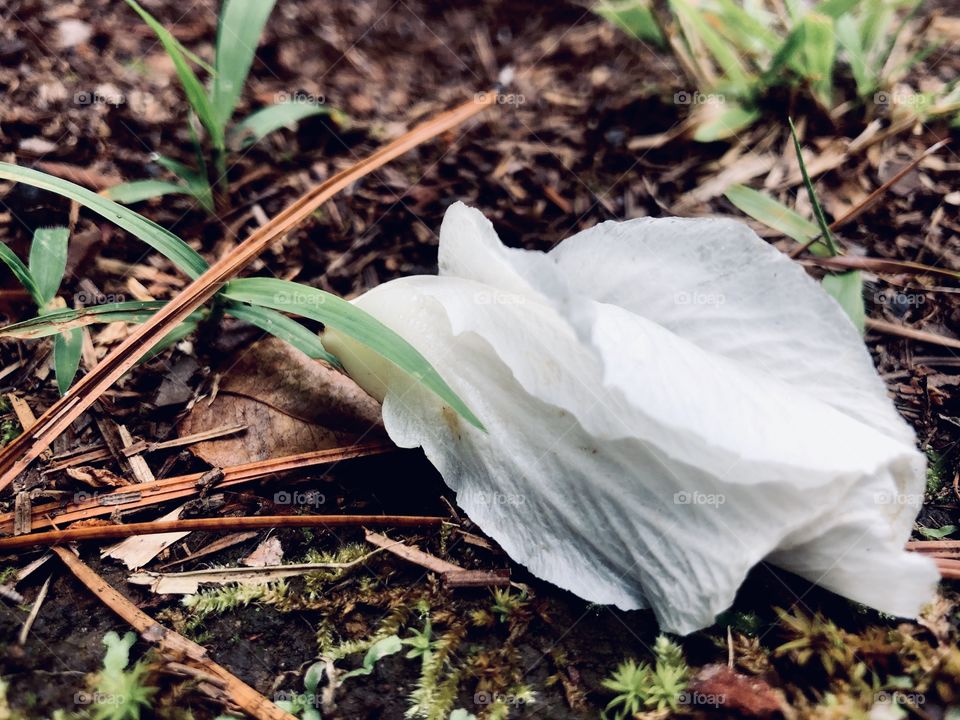 Fallen blossom from white rose of Sharon