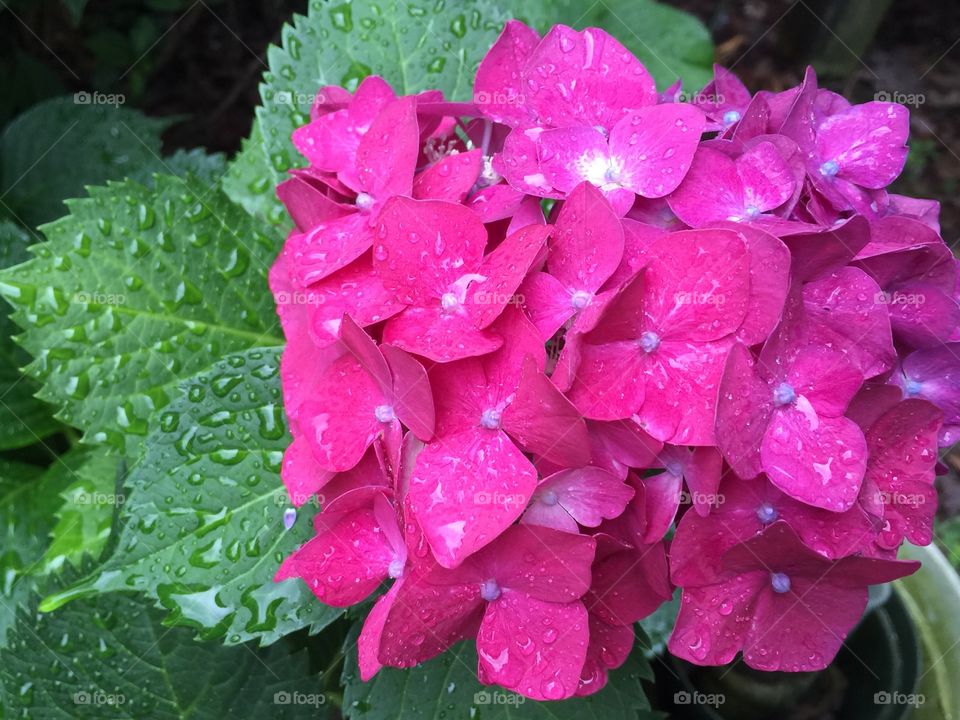 Fuchsia Hydrangeas 