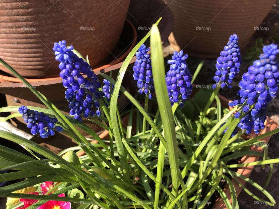 More flowers from our garden to lighten the mood, amidst the gloom of this dreadful virus.