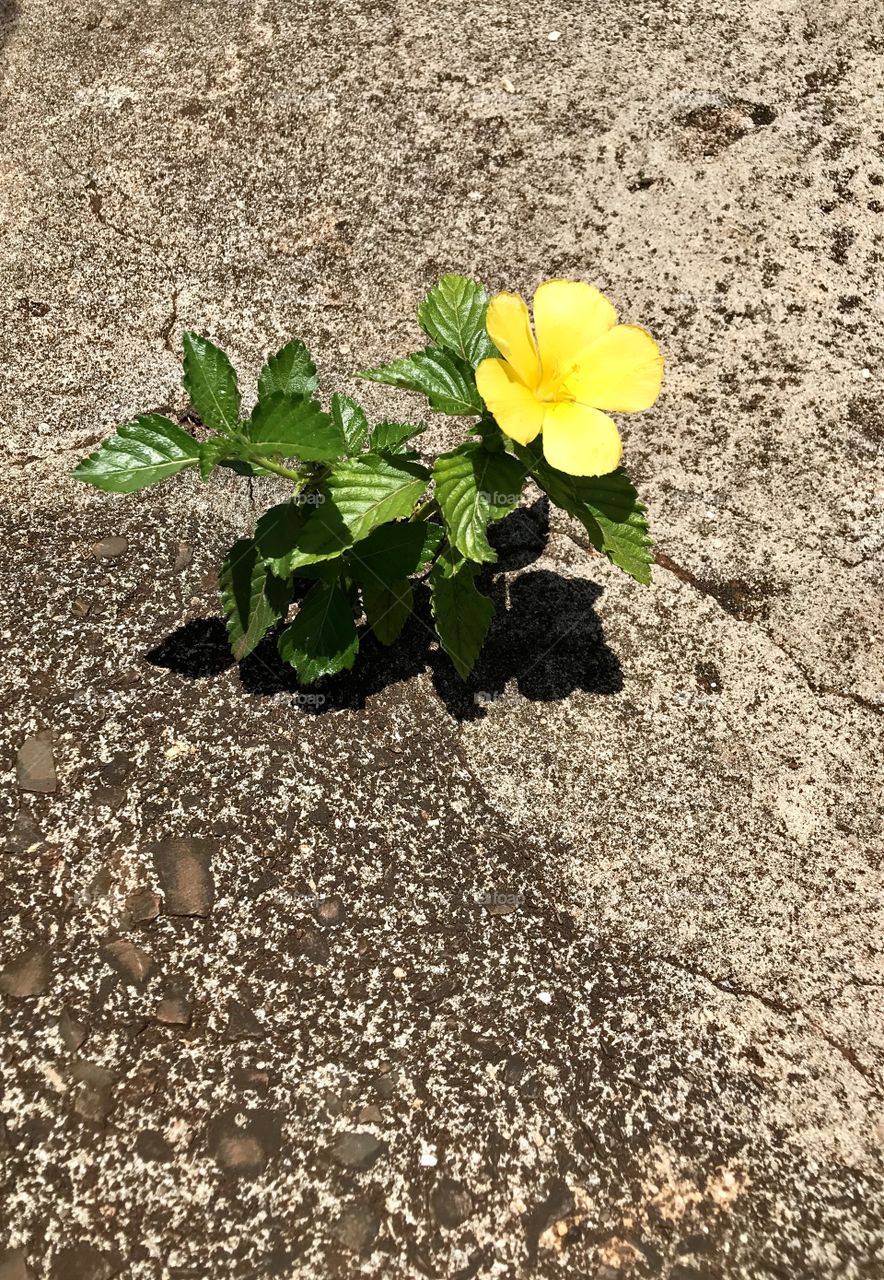 Flower out of crack
