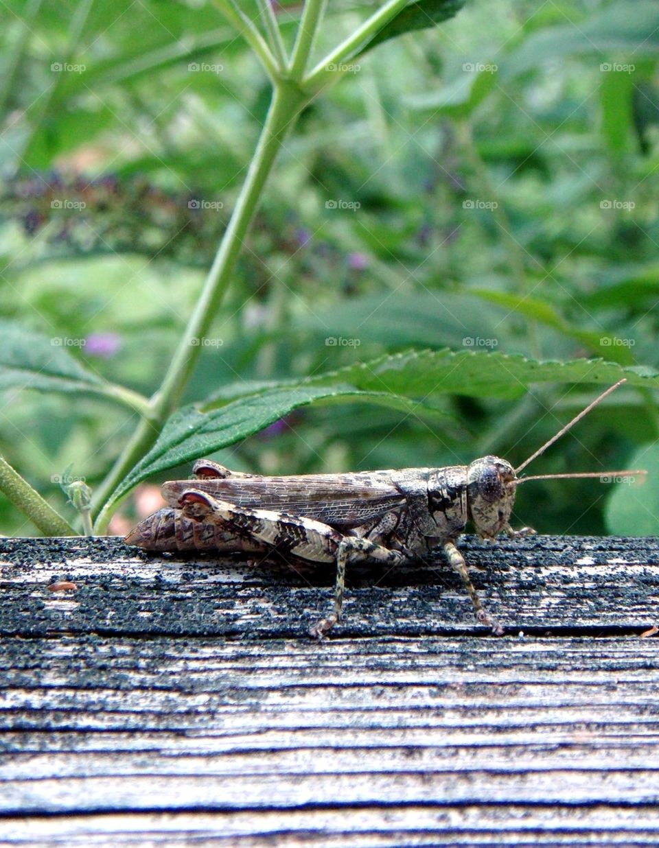 GRASSHOPPER
