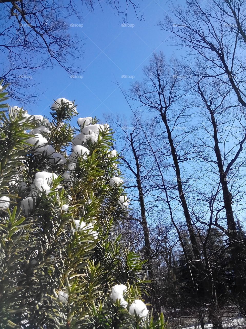 Snow this morning in my garden . Winter didn't say last word yet... 