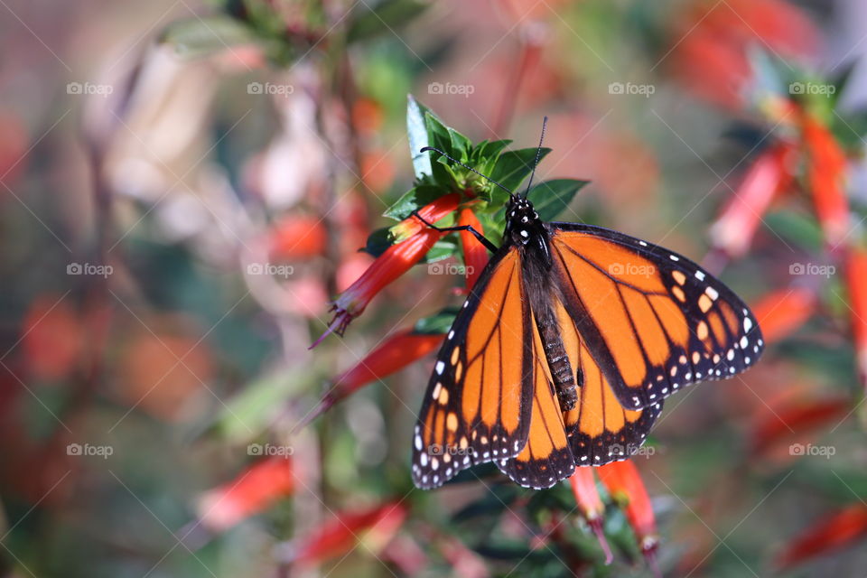 Monarch butterfly on flower