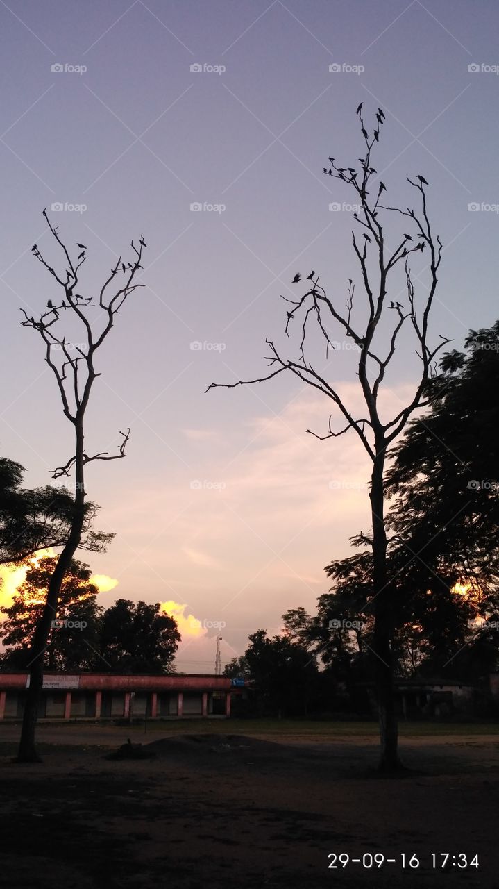 Sunset, Birds in Tree