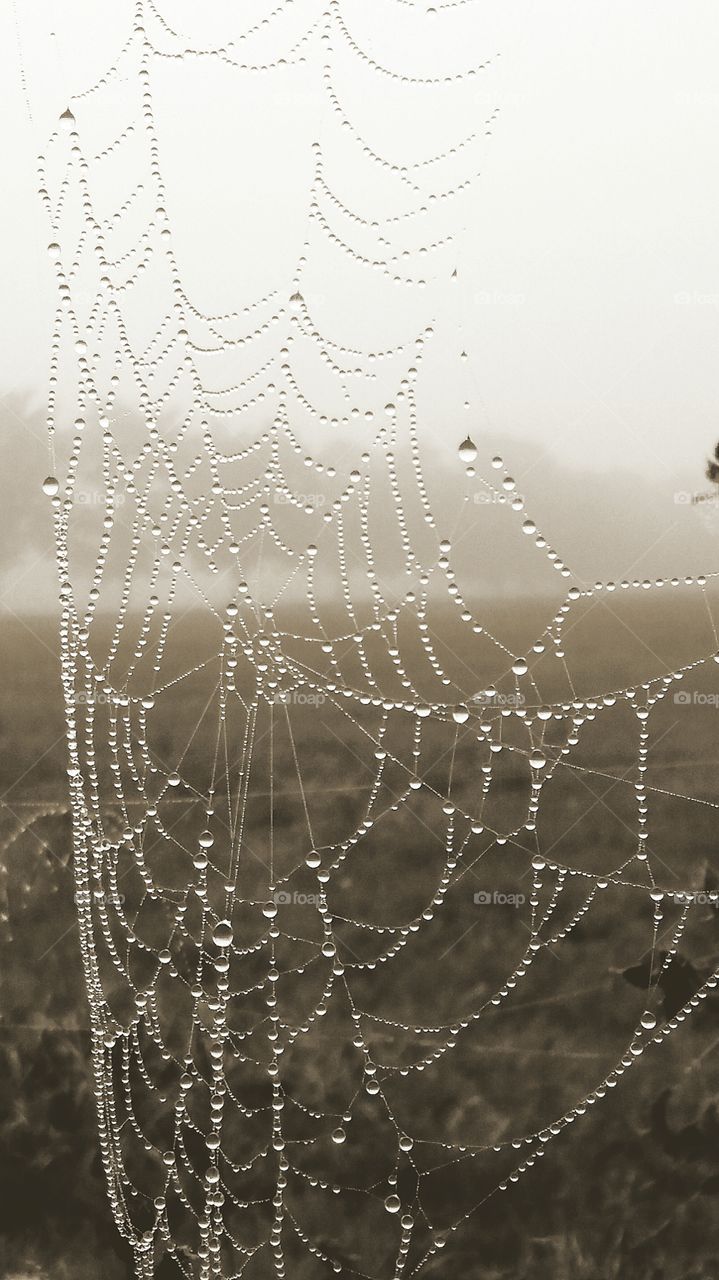 Spider Web full of raindrops